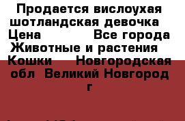 Продается вислоухая шотландская девочка › Цена ­ 8 500 - Все города Животные и растения » Кошки   . Новгородская обл.,Великий Новгород г.